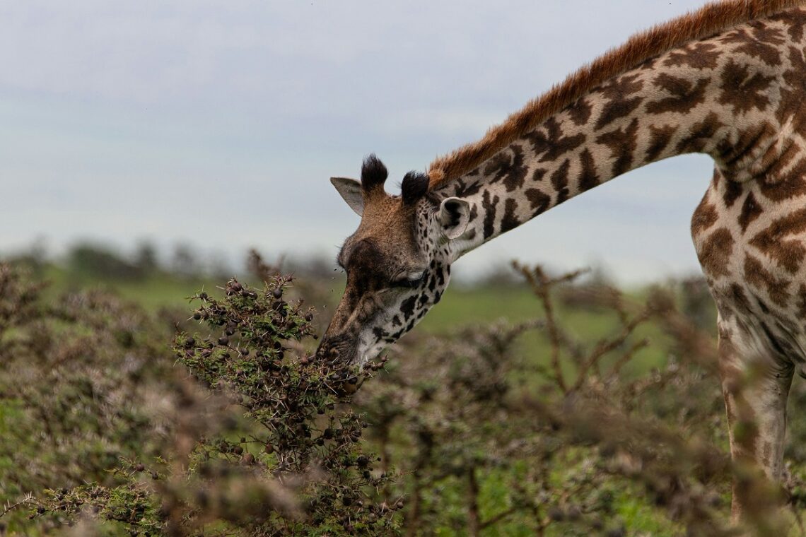 Giornata Mondiale della Giraffa