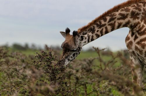 Giornata Mondiale della Giraffa