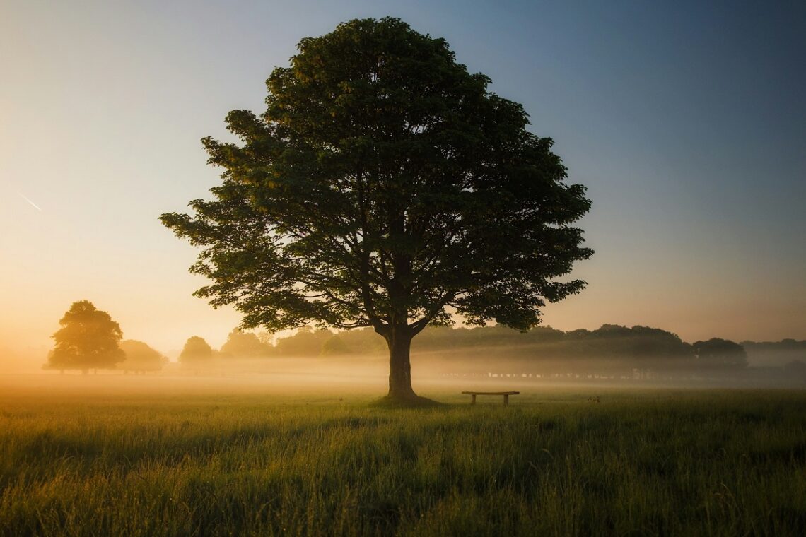 Cosa accadrebbe se piantassimo un albero per ogni italiano?