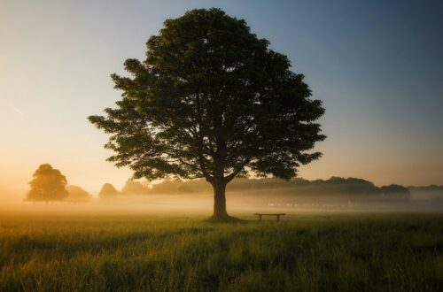 Cosa accadrebbe se piantassimo un albero per ogni italiano?