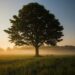 Cosa accadrebbe se piantassimo un albero per ogni italiano?