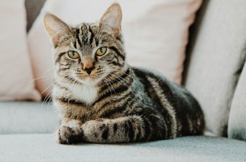 Perché il tuo gatto ti guarda fisso negli occhi?