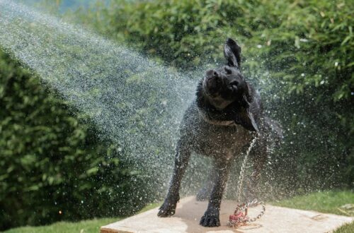 Come rinfrescare il cane d’estate