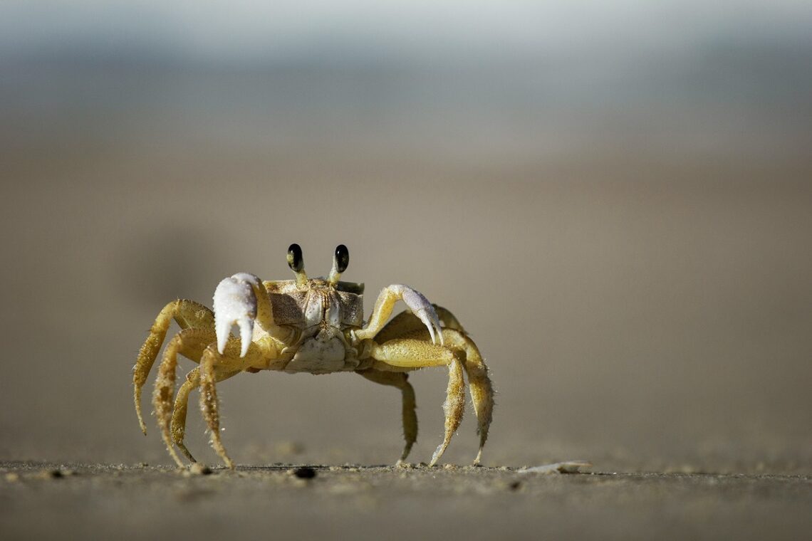 Estate in spiaggia, OIPA: “Catturare animali marini può configurare reato”