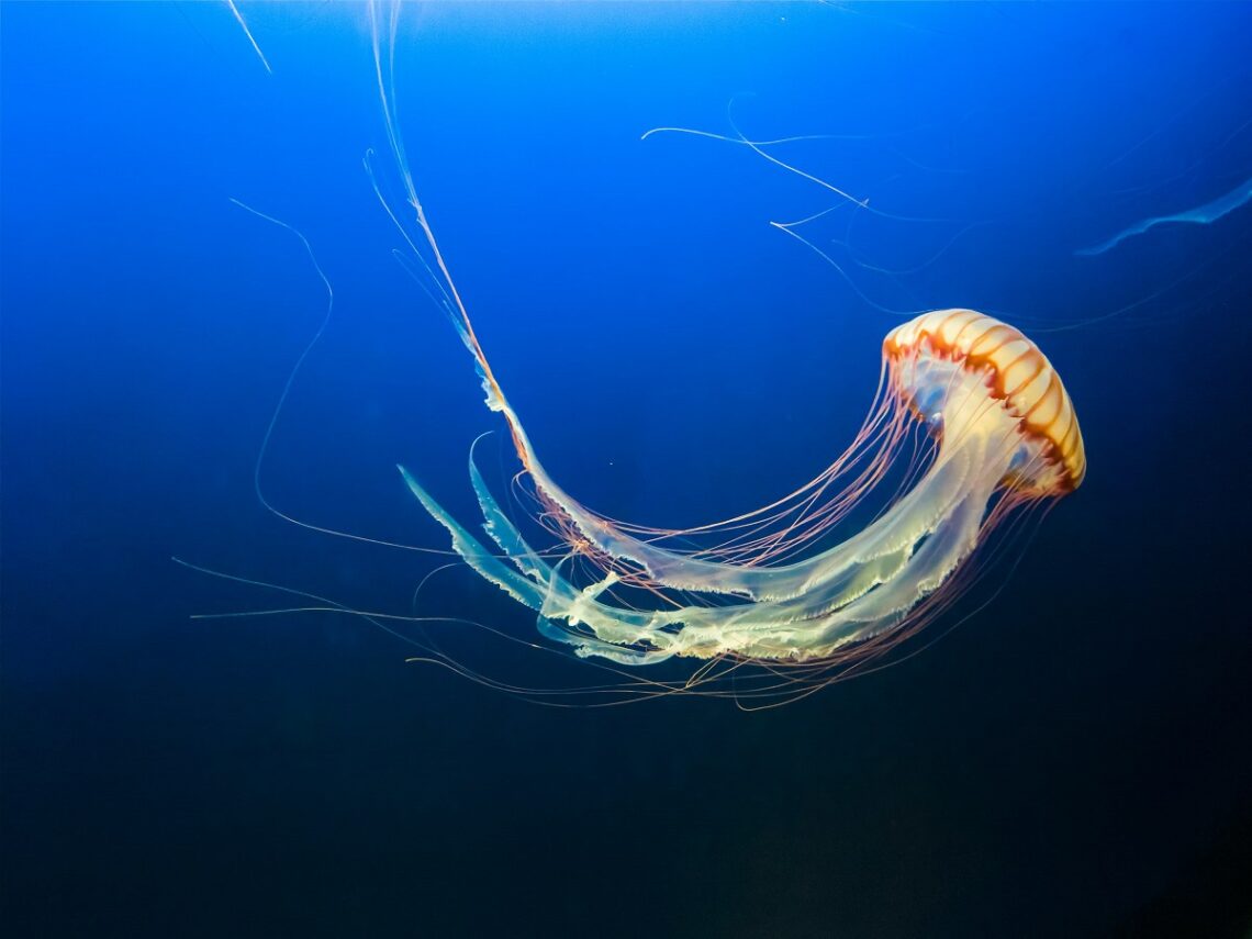 Il ruolo delle meduse negli ecosistemi