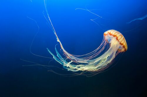 Il ruolo delle meduse negli ecosistemi