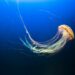 Il ruolo delle meduse negli ecosistemi