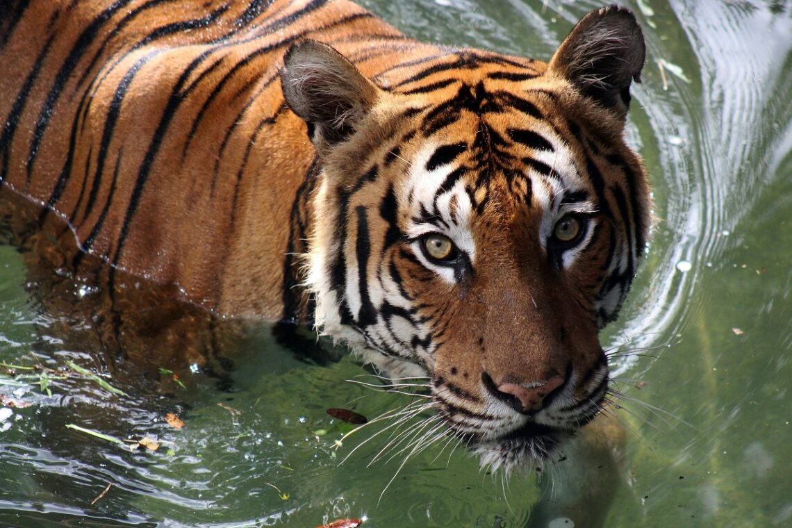 Giornata Mondiale della Tigre