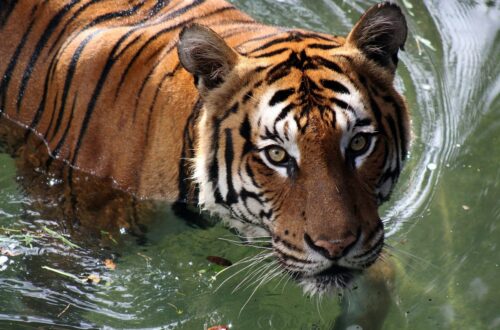 Giornata Mondiale della Tigre