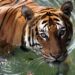 Giornata Mondiale della Tigre