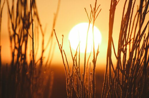 Nutrire l’amigdala: le sostanze naturali che aiutano a regolare emozioni, ansia e stress