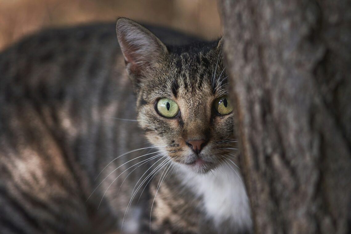 I gatti capiscono quando siamo tristi?