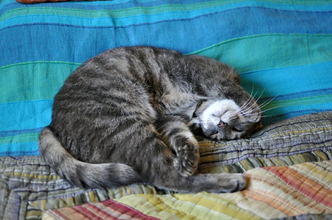 Il tuo gatto dorme sempre con te? Cosa rivela del vostro legame