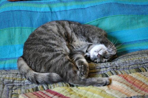 Il tuo gatto dorme sempre con te? Cosa rivela del vostro legame