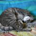 Il tuo gatto dorme sempre con te? Cosa rivela del vostro legame