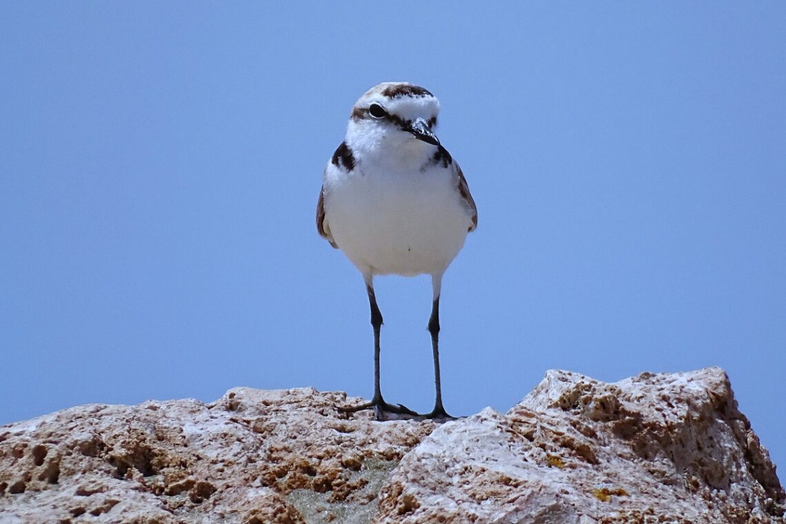 Fratino (Charadrius alexandrinus)