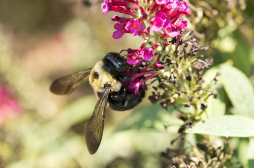 Come avviene l’impollinazione