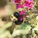 Come avviene l’impollinazione