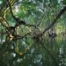 Giornata Internazionale per la Conservazione dell’Ecosistema di Mangrovie