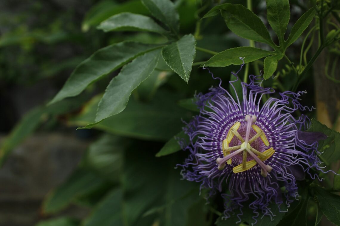 Caratteristiche, coltivazione e benefici della passiflora