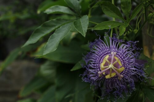 Caratteristiche, coltivazione e benefici della passiflora