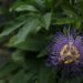 Caratteristiche, coltivazione e benefici della passiflora