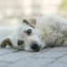 Stop al racket che sfrutta gli animali: in Lombardia raggiunto il quorum per la Proposta di Legge Popolare che ne vieta il fenomeno