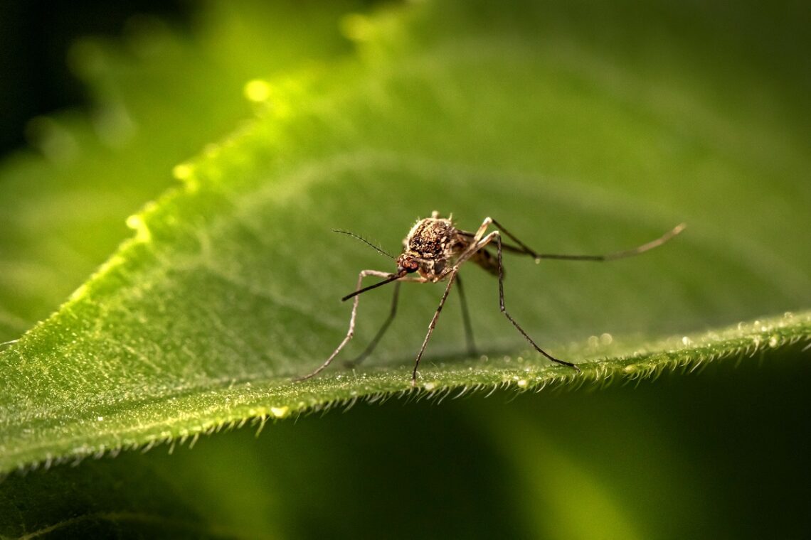 Danni fisici e cognitivi della malaria