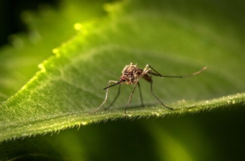 Danni fisici e cognitivi della malaria