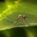 Danni fisici e cognitivi della malaria