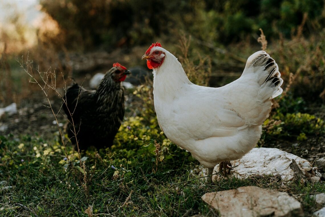 Curiosità sulle galline