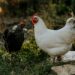 Curiosità sulle galline