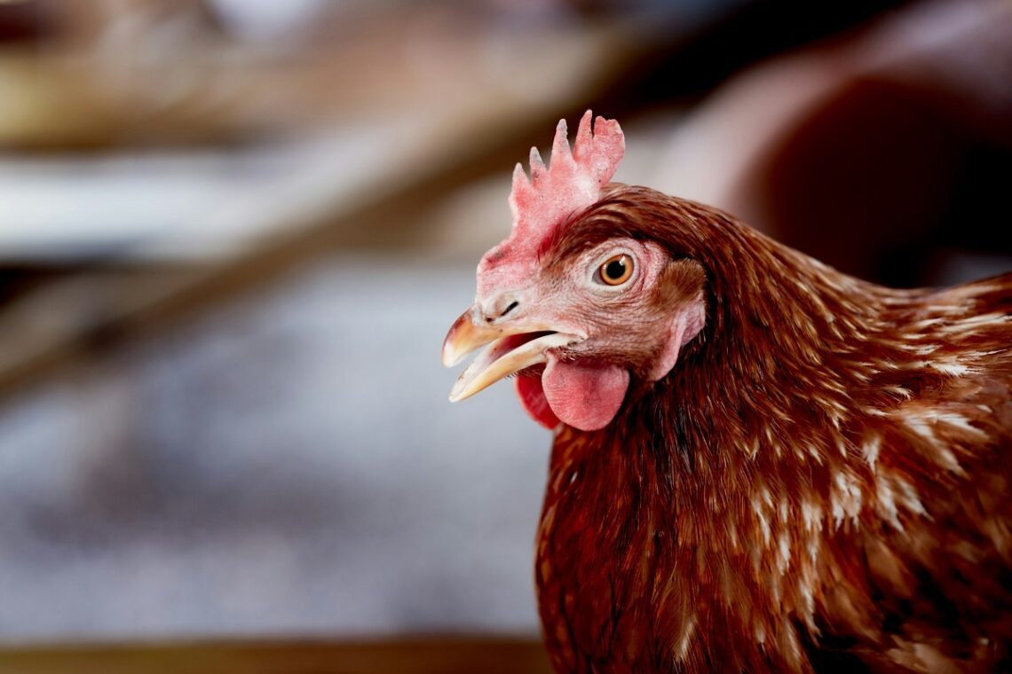 È nato prima l'uovo o la gallina?
