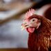 È nato prima l'uovo o la gallina?