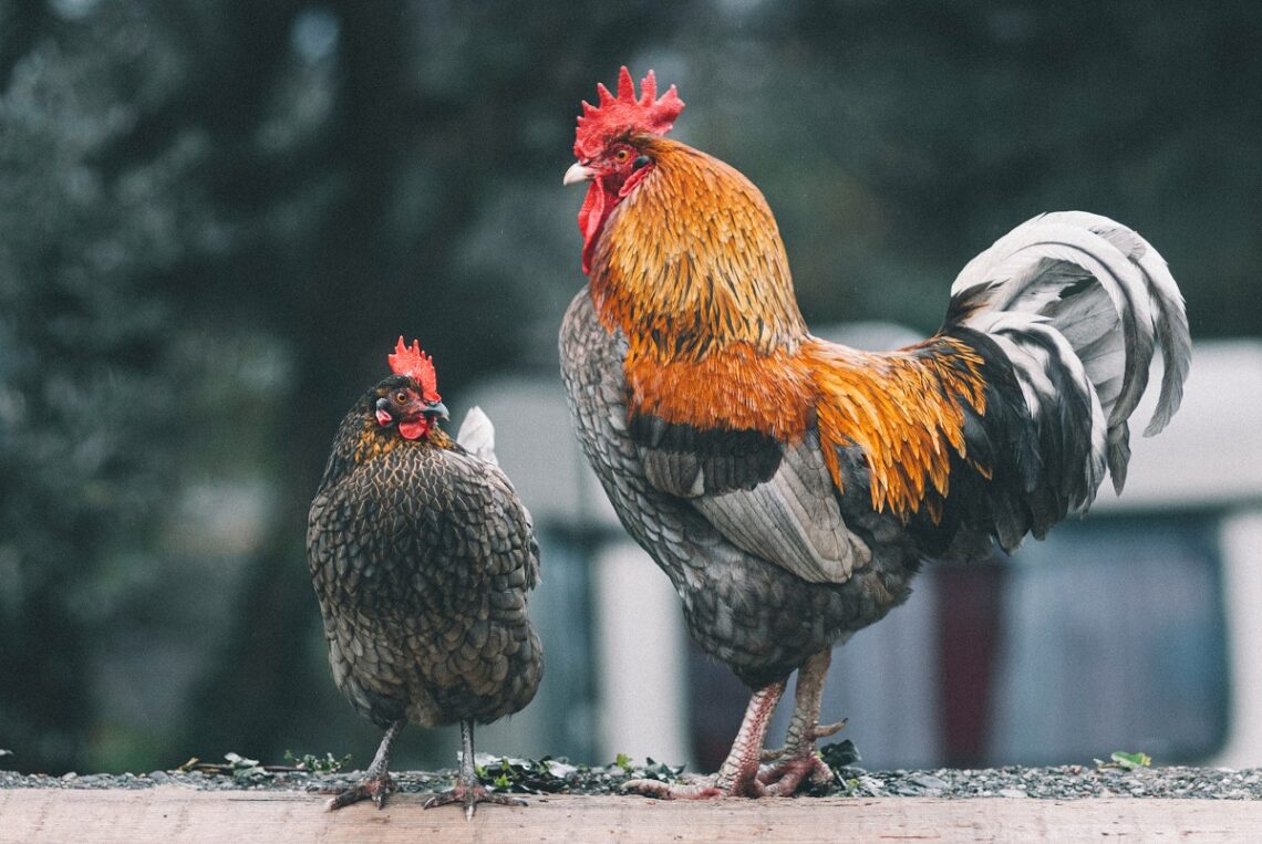 Come viene prodotta la carne coltivata