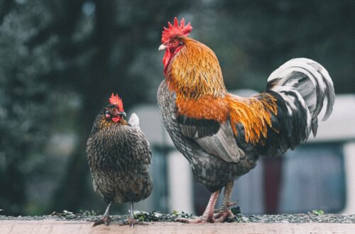 Come viene prodotta la carne coltivata
