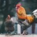 Come viene prodotta la carne coltivata