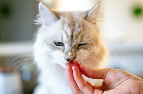 Quali cibi sono pericolosi per i gatti?