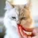 Quali cibi sono pericolosi per i gatti?
