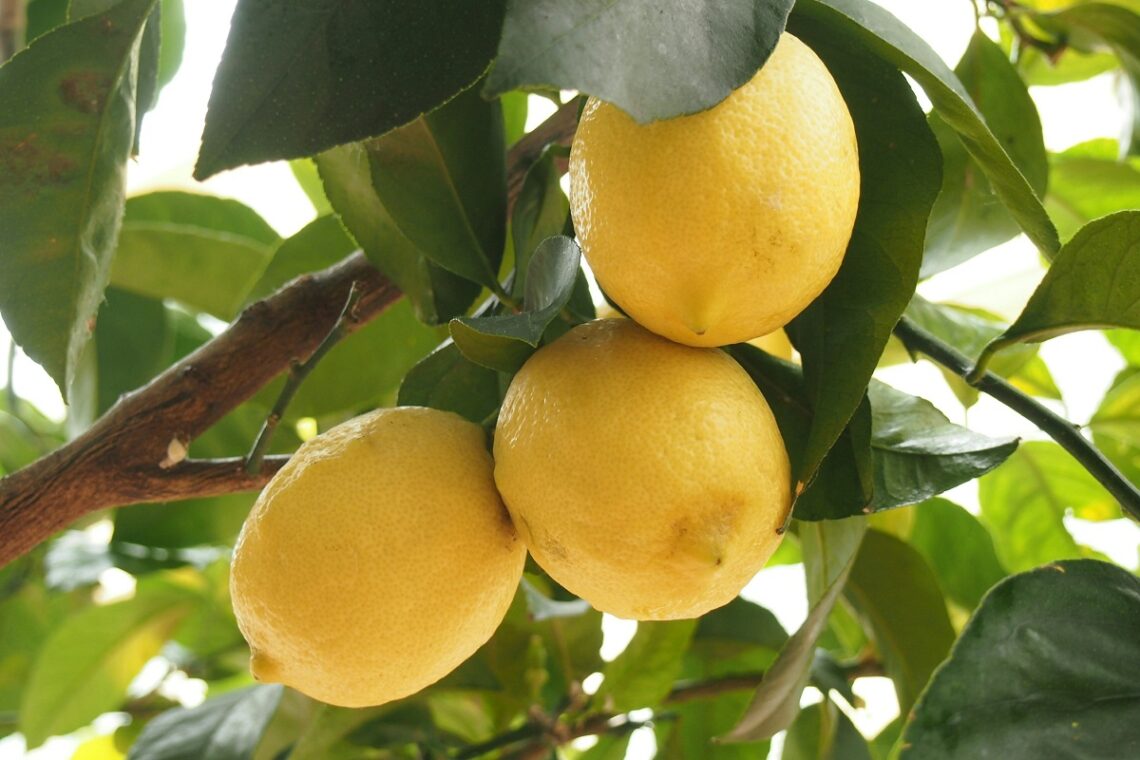 Come usare il limone per la salute del cervello