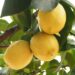 Come usare il limone per la salute del cervello