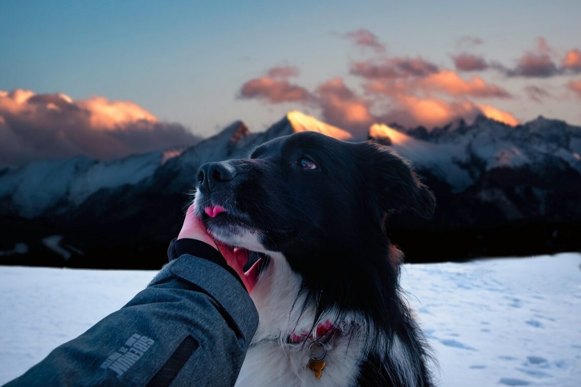 Trekking con il cane in sicurezza