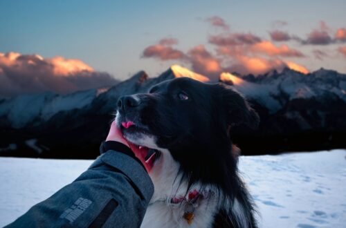 Trekking con il cane in sicurezza
