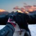 Trekking con il cane in sicurezza