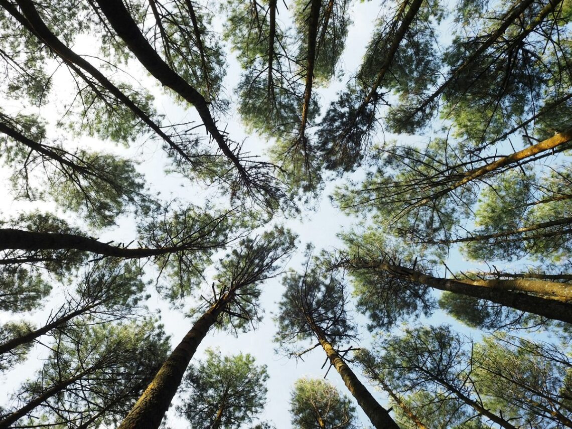 Più alberi contro smog e caldo: