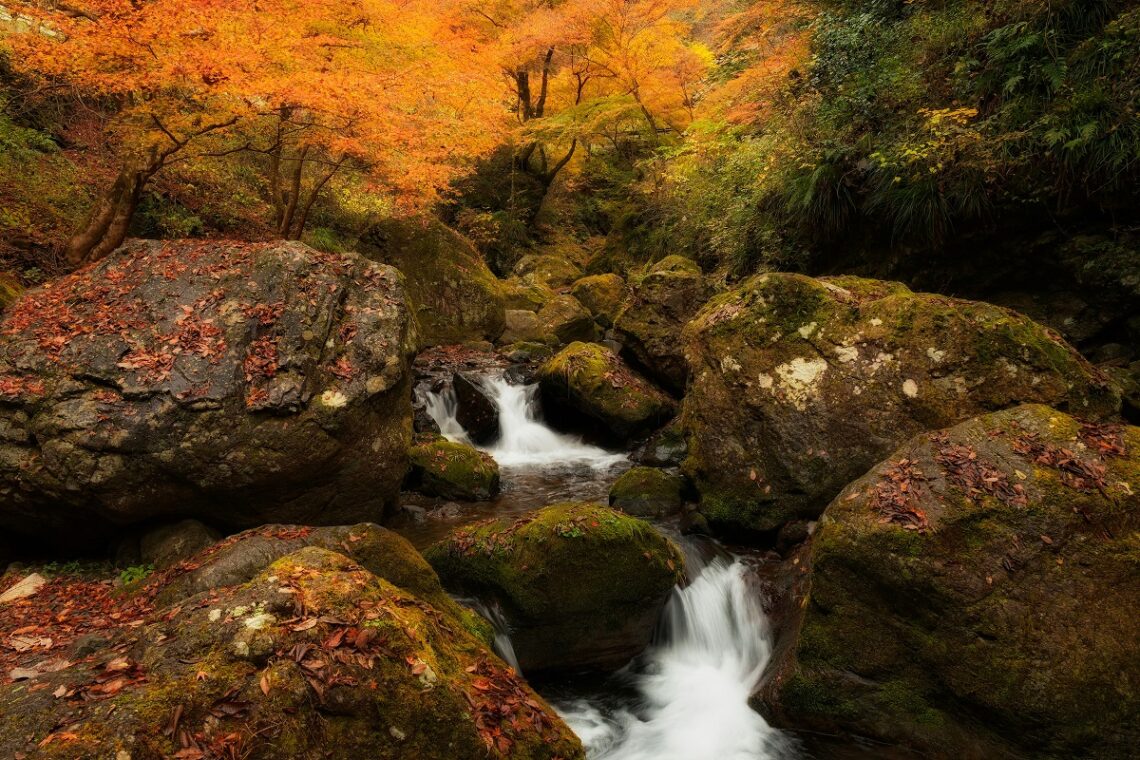 Camminare nei boschi d’autunno: una terapia naturale