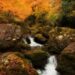 Camminare nei boschi d’autunno: una terapia naturale