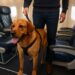 Cani in aereo
