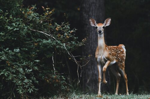Cos'è l'attaccamento nei mammiferi