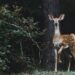 Cos'è l'attaccamento nei mammiferi